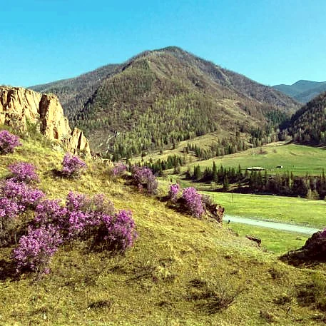 Горная долина и маральник